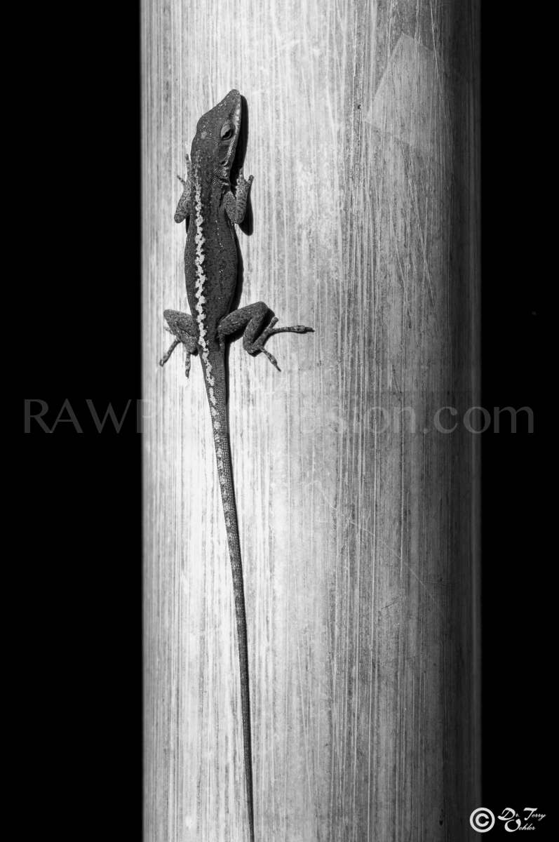 Bamboo Lizard, Hawaiian Lizard, lizard,