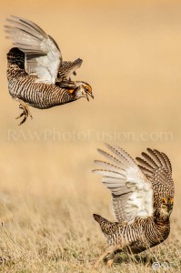 Greater Prairie Chickens