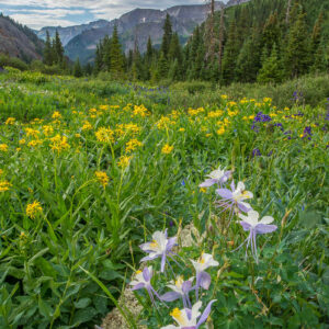 Yankee Boy Columbine