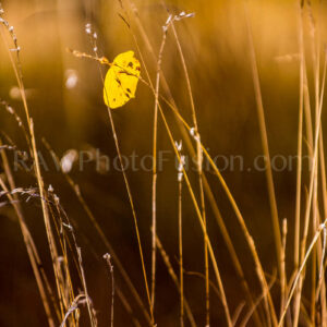 Lonely Leaf