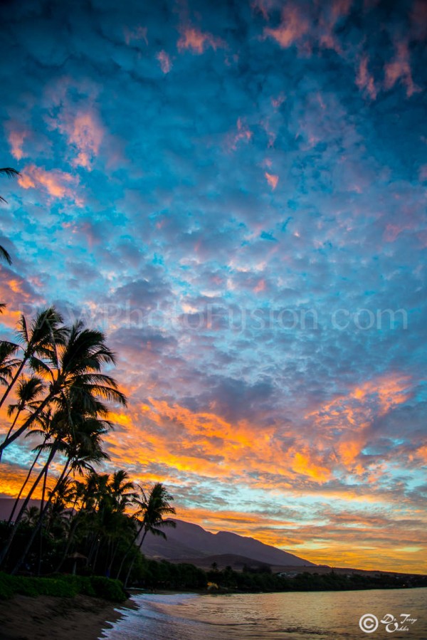 Orange Palms