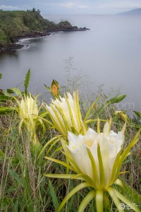 Flower Shores, Maui Flowers, Maui Flower Shores