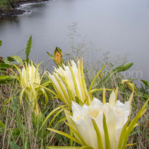 Flower Shores, Maui Flowers, Maui Flower Shores