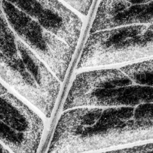 Abstract, Leafy Abstract, Black and White