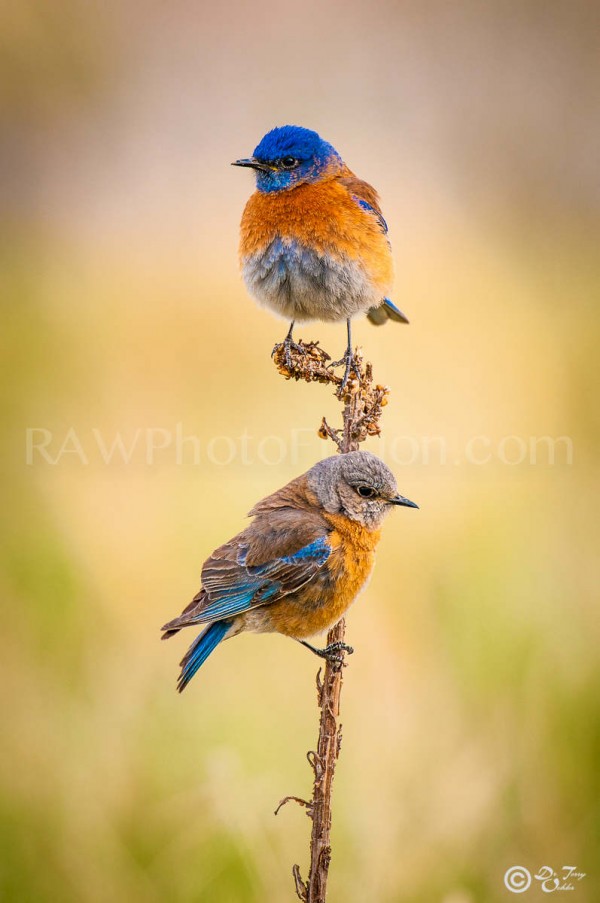 Western Bluebirds, Western Bluebird Pair, Western Bluebird mating