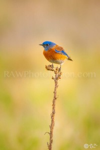 Male Western Bluebird