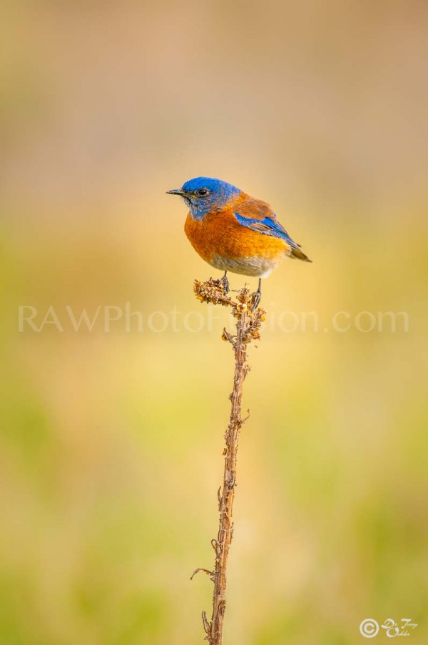 Male Western Bluebird