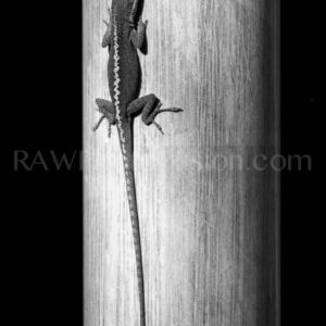 Bamboo Lizard, Hawaiian Lizard, lizard,