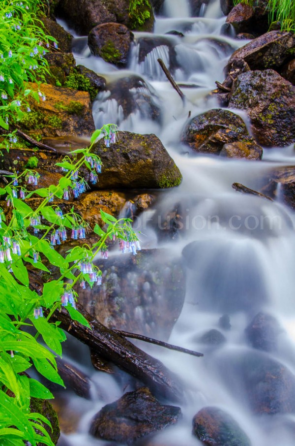 Bluebell Cascade