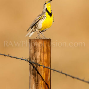 Western Meadowlark