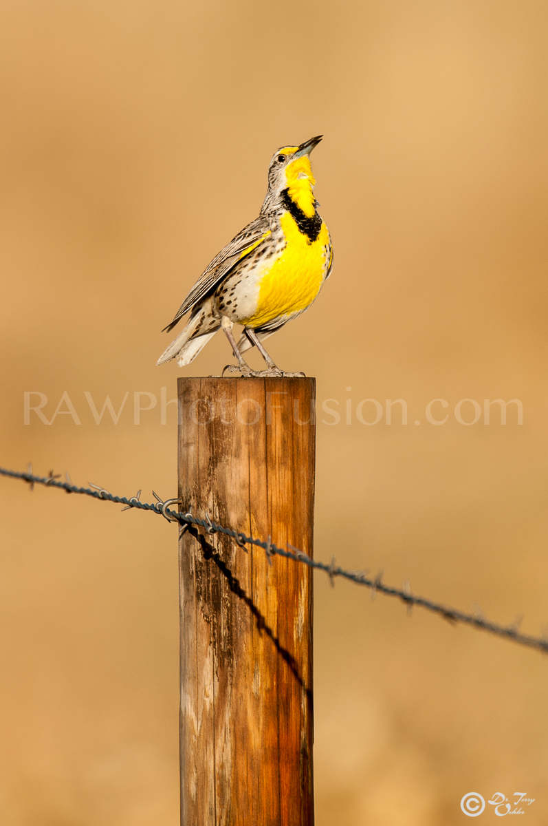 Western Meadowlark