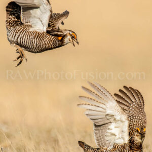 Greater Prairie Chickens