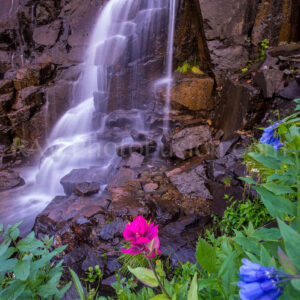 Yankee Boy Basin, Yankee Boy Creek, Yankee Boy Valley, Yankee Boy Falls, Yankee boy Flowers, Yankee Boy Basin Waterfall