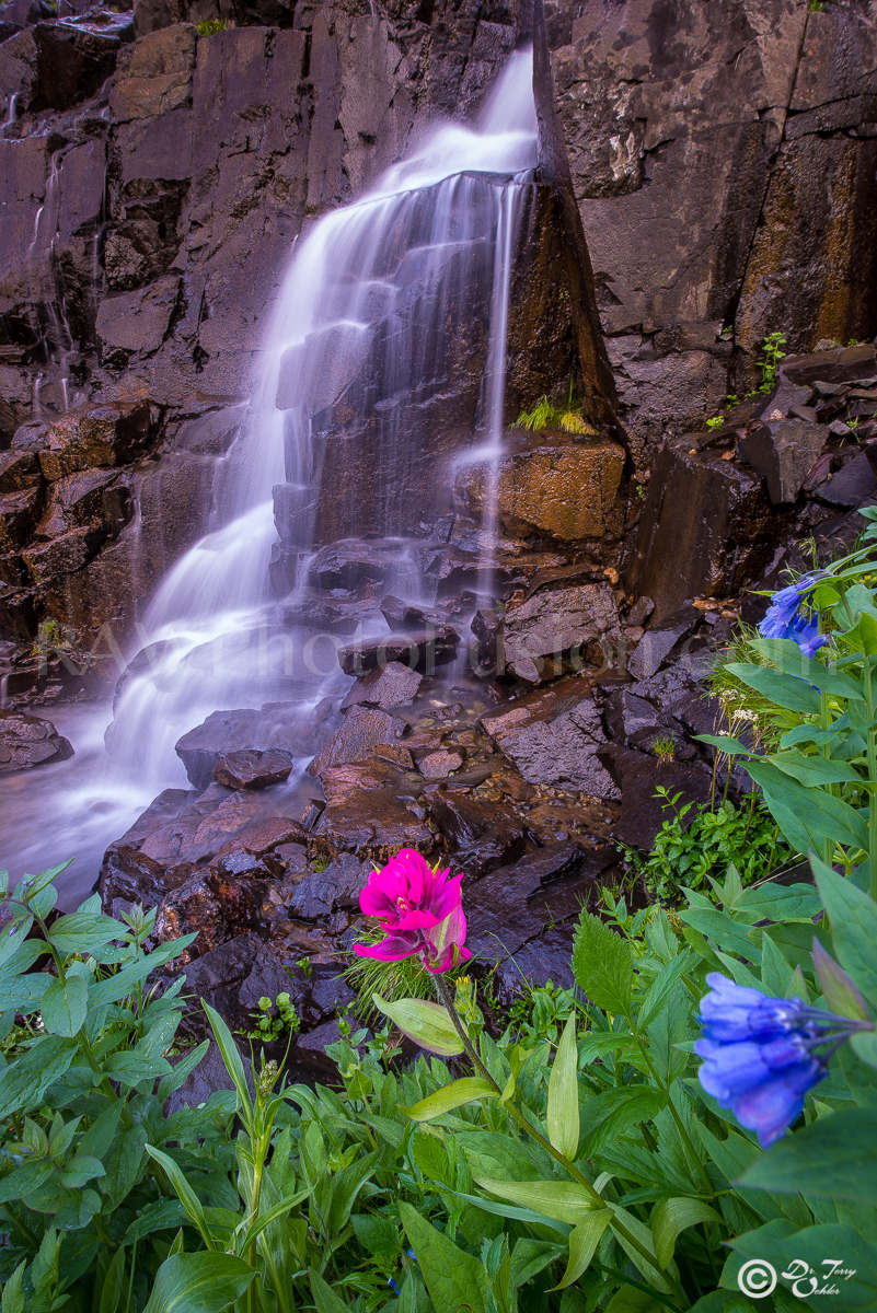 Yankee Boy Basin, Yankee Boy Creek, Yankee Boy Valley, Yankee Boy Falls, Yankee boy Flowers, Yankee Boy Basin Waterfall