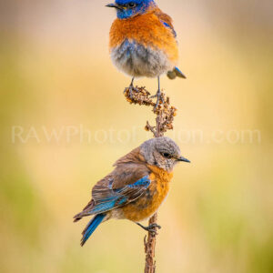 Western Bluebirds, Western Bluebird Pair, Western Bluebird mating