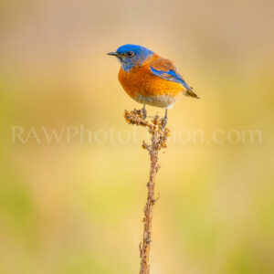 Male Western Bluebird